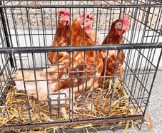 Free Range Eggs
