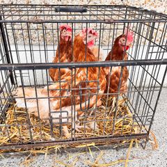 Free Range Eggs