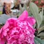 Peony Image 3