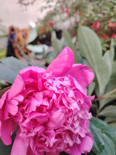 Peony