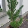 Small Christmas tree for planting Image 7