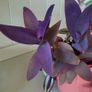 Trailing House Plants. Image 3