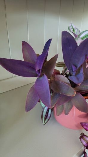 Trailing House Plants.
