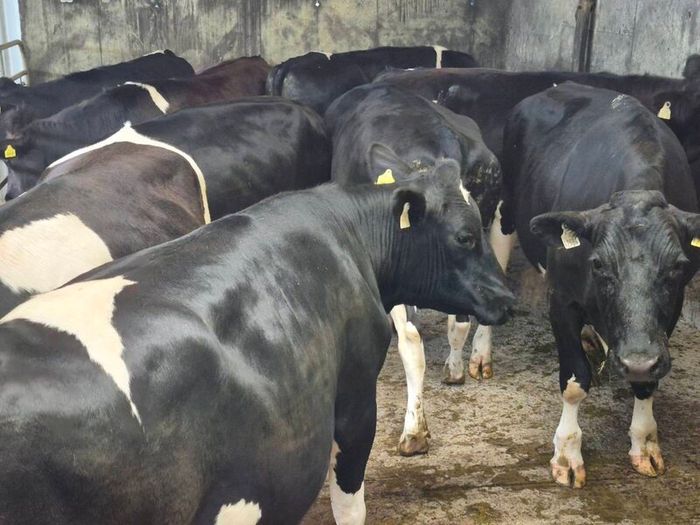 Cattle