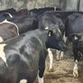 Cattle Image 5