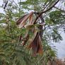 Acacia mearnsii Seeds Image 5
