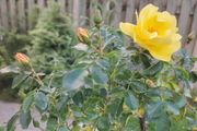 Rose plant