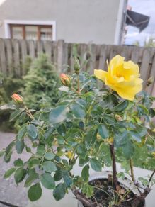 Rose plant