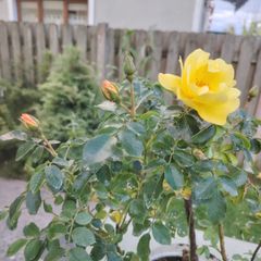 Rose plant