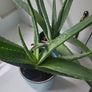 Aloe Vera planters Image 2
