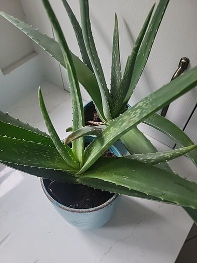 Aloe Vera planters