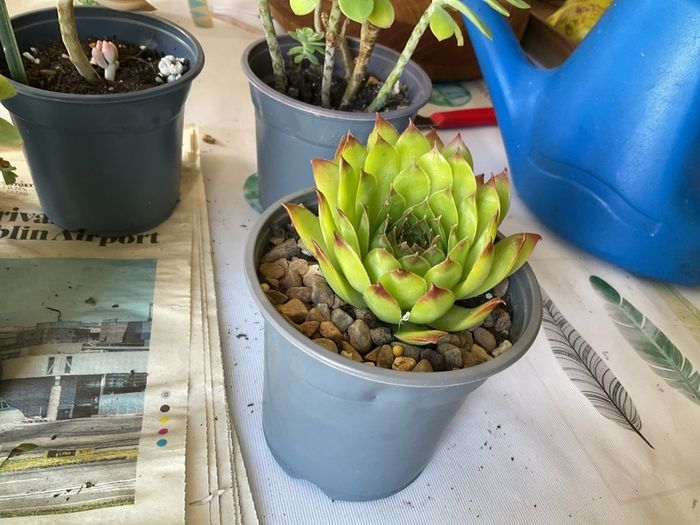 plant &trees succulent