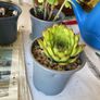plant &trees succulent Image 3