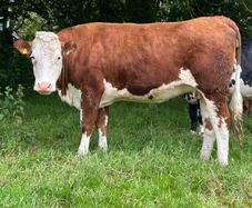 4 smashing red Hereford   incalf heifers