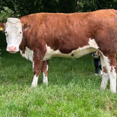 4 smashing red Hereford   incalf heifers