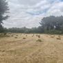 square bales of hay Image 2