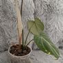 Philodendron Gloriosum Image 7