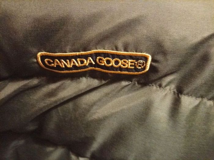 canada goose