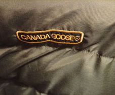 canada goose