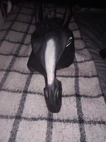 Horse Mask