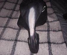 Horse Mask