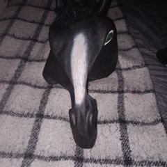 Horse Mask