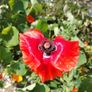 Red Poppy Seeds Image 2