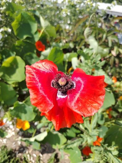 Red Poppy Seeds