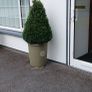 a pair of beautiful buxus  trees in containers Image 5