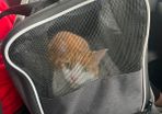 cat for adoption