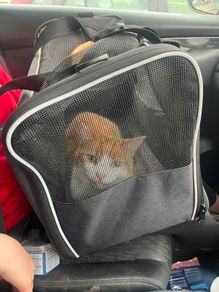 cat for adoption