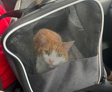 cat for adoption