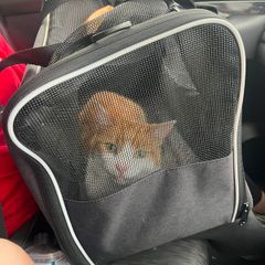 cat for adoption