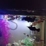 A few fish for adoption guppies and a few other fish Image 7