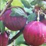 Gooseberry fruit plant Image 2