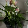 Plant Pink Flamingo Flower Image 3