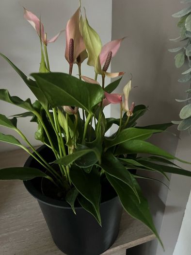 Plant Pink Flamingo Flower