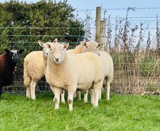 Cheviot Rams