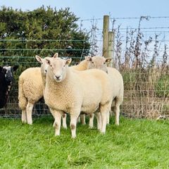 Cheviot Rams