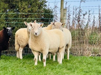 Cheviot Rams