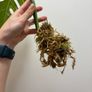 Monstera Albo variegated Image 3