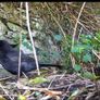 Laxihub Solar Camera Security/Nature Image 3