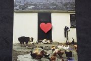Ireland Postcard : Showing A Traditional Rural Irish Cottage with Farm Animals