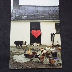 Ireland Postcard : Showing A Traditional Rural Irish Cottage with Farm Animals