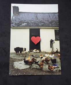 Ireland Postcard : Showing A Traditional Rural Irish Cottage with Farm Animals