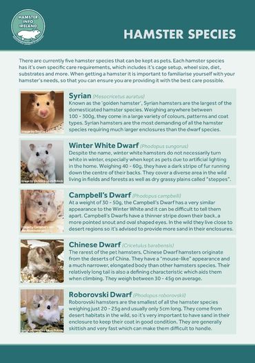 Hamster Care Guide