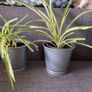 Plants free to a good home Image 2