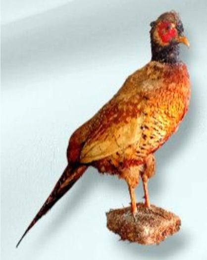 Vintage Taxidermy Pheasant Mount