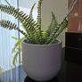 article plant with pot Image 2