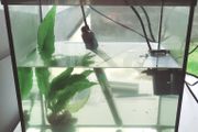 Small fish tank with over 25 guppy babies  - 17 litres